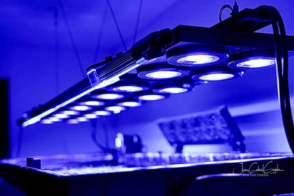 Beast Mode SPS Lighting Bundle lighting bundle pack DALUA 