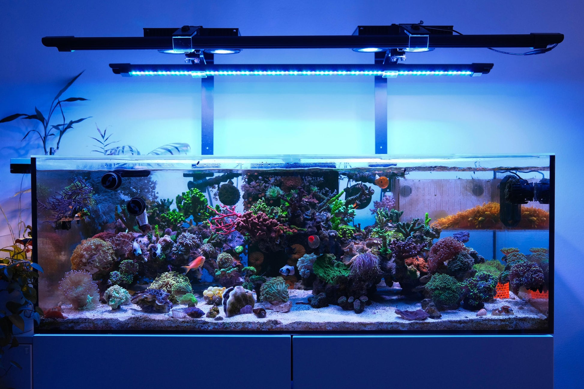 X4 + Rear Arm LED Bundle aquarium lighting bundle DALUA 