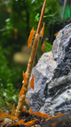 SAS Shrimp Pops | Premium Shrimp Food