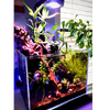 Nano Pixel LED Bundle Freshwater lighting bundle pack DALUA 
