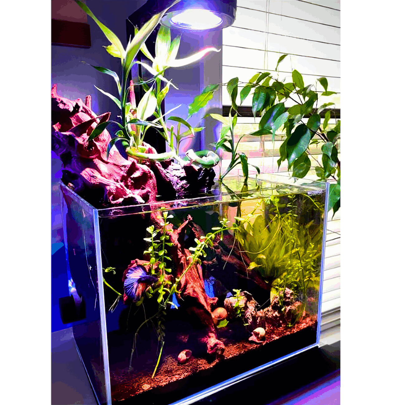 Nano Pixel LED Bundle Freshwater lighting bundle pack DALUA 