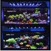 Beast Mode SPS Lighting Bundle All Sizes lighting bundle pack DALUA 