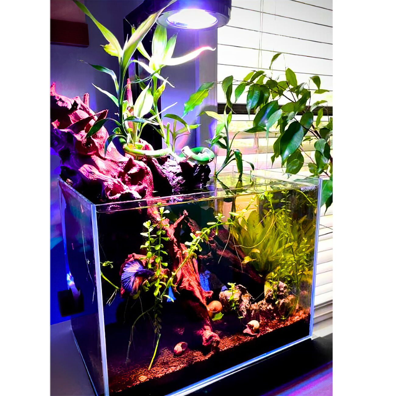 Pixel LED Bundle lighting bundle pack DALUA 