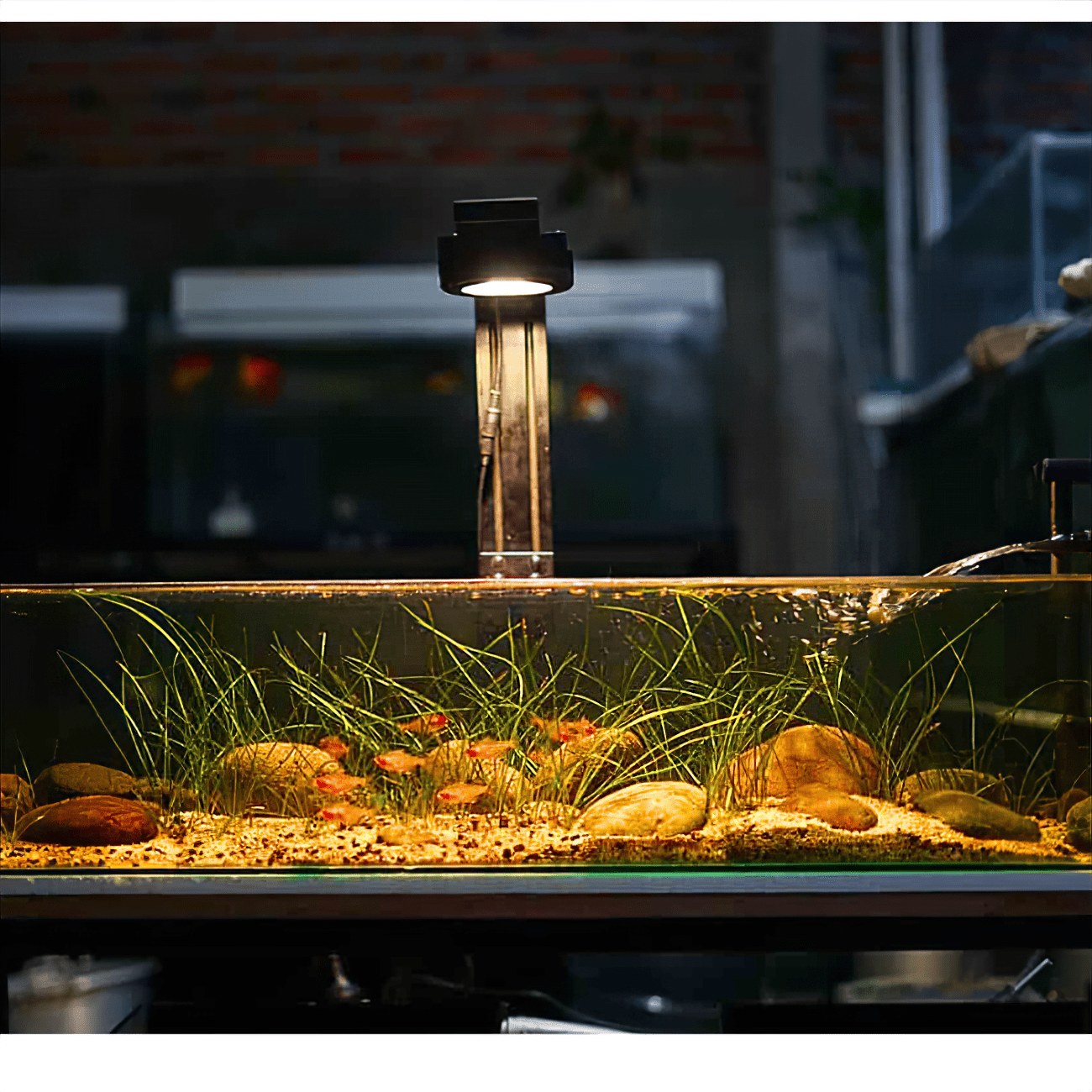 Pixel LED Bundles lighting bundle pack DALUA 