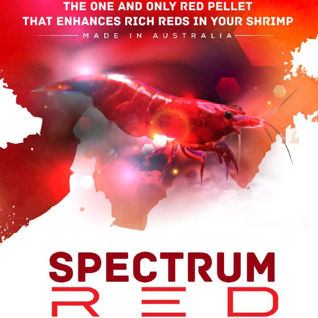 Shrimp Food Spectrum Red DaluaAustralia 